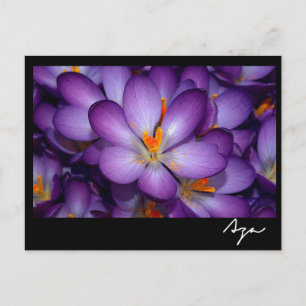 Floral Photo Still Life. Postcard