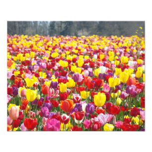 Floral Photography Nature Tulip Flowers art Photo Print