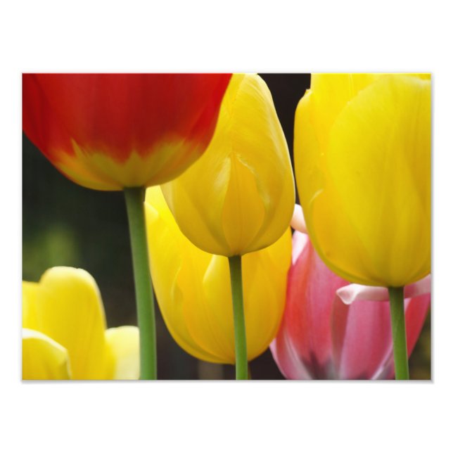 Floral Photography prints Tulip Flowers Nature (Front)