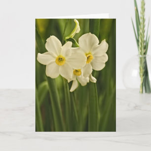 Floral Photography:  White Spring Narcissus Card