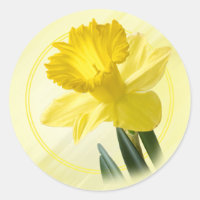 Floral Photography Yellow Daffodil Nature Pic