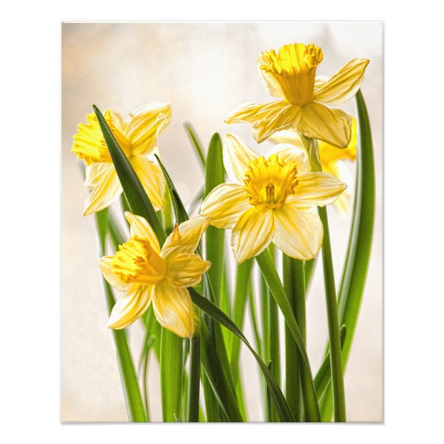 Floral Photography:  Yellow Spring Daffodils Photo Print (Front)