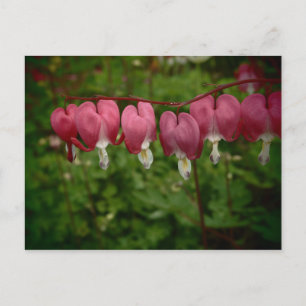 Floral Pink Bleeding Hearts Postcard