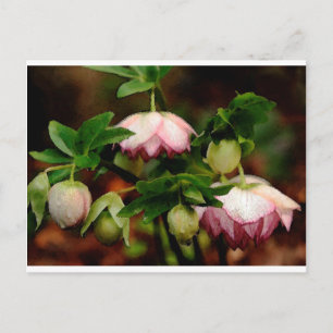 Floral - Pink Hellebores Postcard