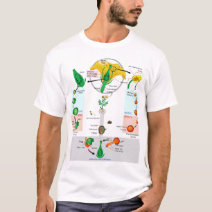 Floral Plant Angiosperm Life Cycle Diagram Chart T-Shirt