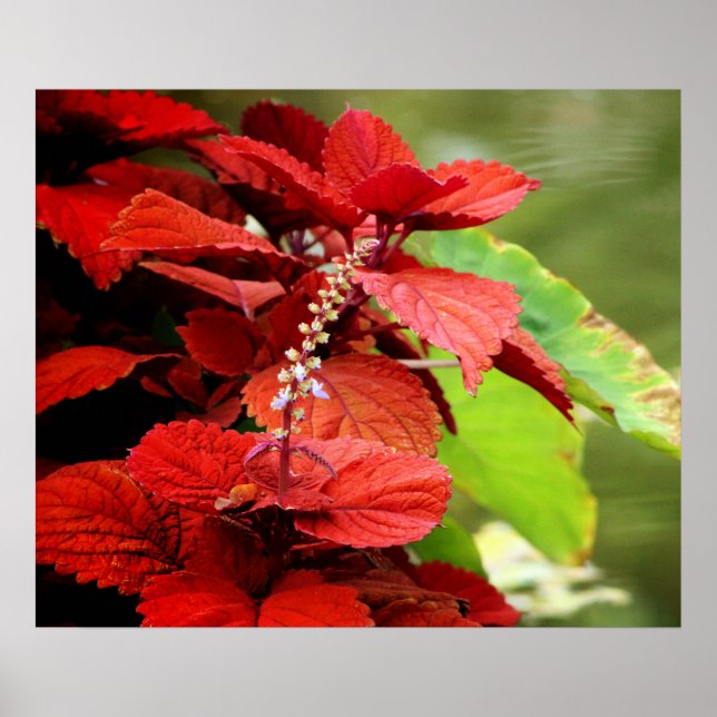 Floral Pond Poster (Front)