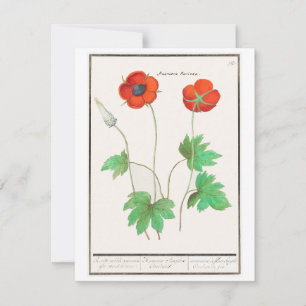 Floral Poppies Vintage Greeting Card