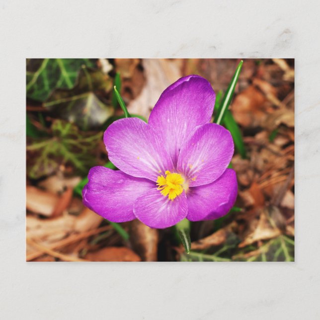 Floral Postcard (Front)