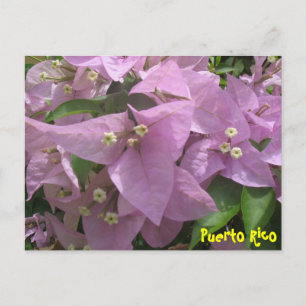 Floral Postcard 3