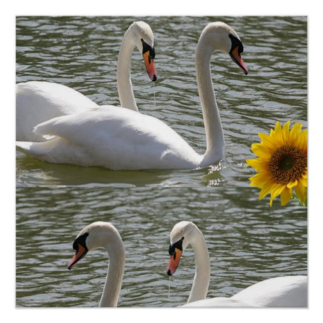 Floral Poster Sunflower Swan (Front)