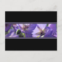 Floral Purple Black And White Postcard