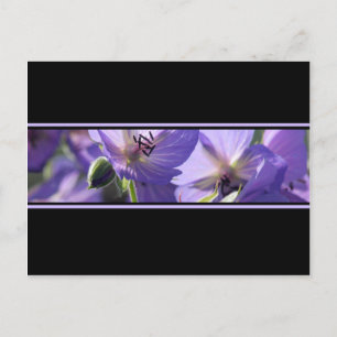 Floral Purple Black And White Postcard