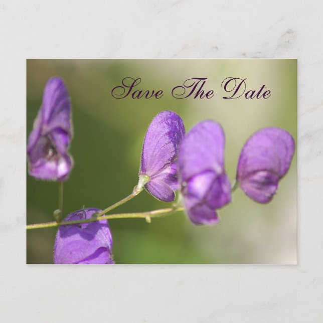 Floral Purple Postcard (Front)