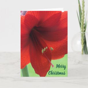 Floral Red Amarylis Merry Christmas Holiday Card