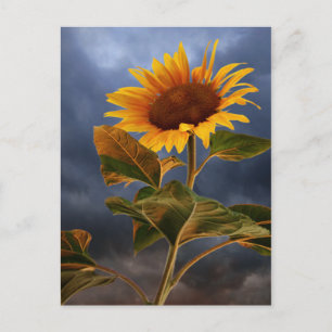 Floral Sunflower Blue & Yellow Flowers Hello Love Postcard