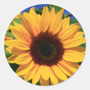 Floral Sunflower Yellow Flower Stickers