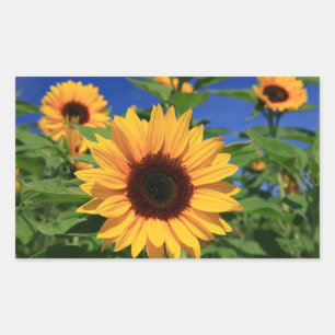 Floral Sunflower Yellow Flower Stickers