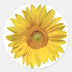 Floral Sunflower Yellow Flowers - Love, Hello, Classic Round Sticker