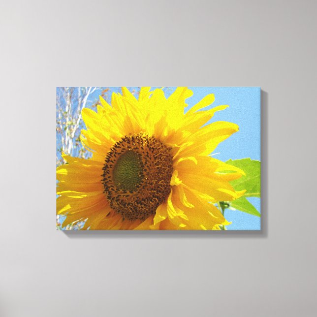 Floral Sunflowers Fine Art prints Blue Sky (Front)