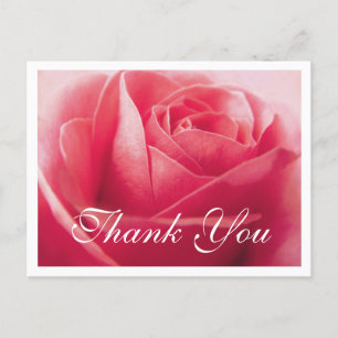 Floral Thank You Pink Rose Flower Postcard