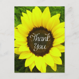 Floral Thank You Sunflower Yellow & Green Flowers Postcard