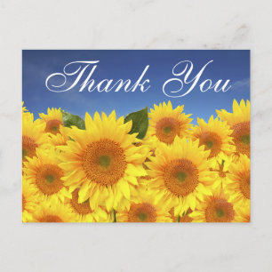 Floral Thank You Sunflowers Yellow Blue Flowers Postcard
