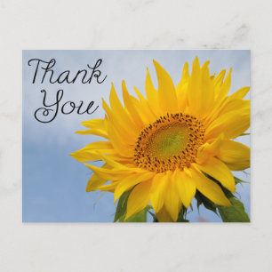 Floral Thank You Yellow Sunflowers Blue Sky Postcard