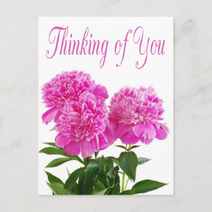 Floral Thinking Of You Pink Peony Flower Postcard