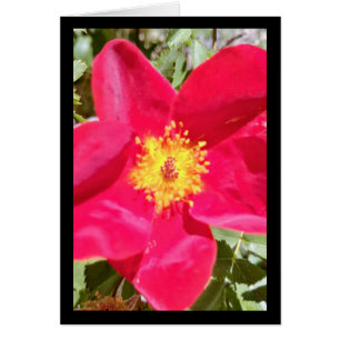 Floral Velvet Punch- Song of Sol. 4:10 Greet. Card