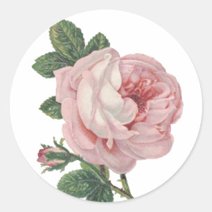 Floral Vintage Pink Rose Flower - Wedding Party Classic Round Sticker