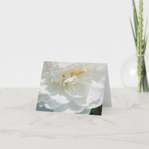 Floral White Rose Note Cards