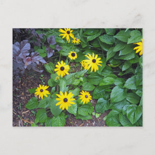 Floral Yellow Black Eyed Susan Photo Postcard