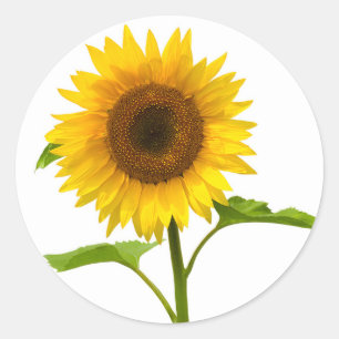 Floral Yellow & Green  Sunflower  Wedding Flower Classic Round Sticker