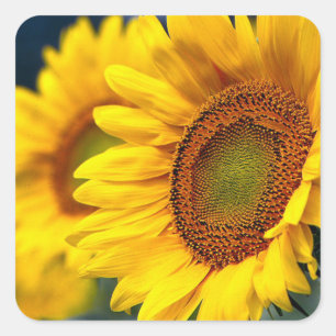 Floral Yellow Sunflower Flower Square Sticker