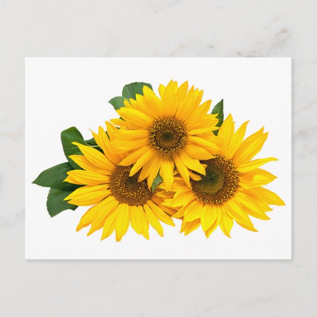 Floral Yellow Sunflower Flower - Thank You, Love Postcard (Front)