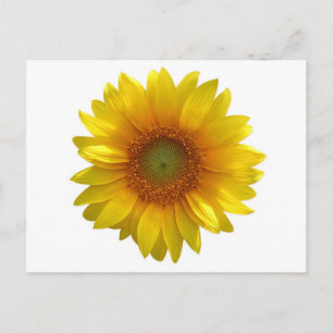 Floral Yellow Sunflower Hello, Love, Miss You Postcard