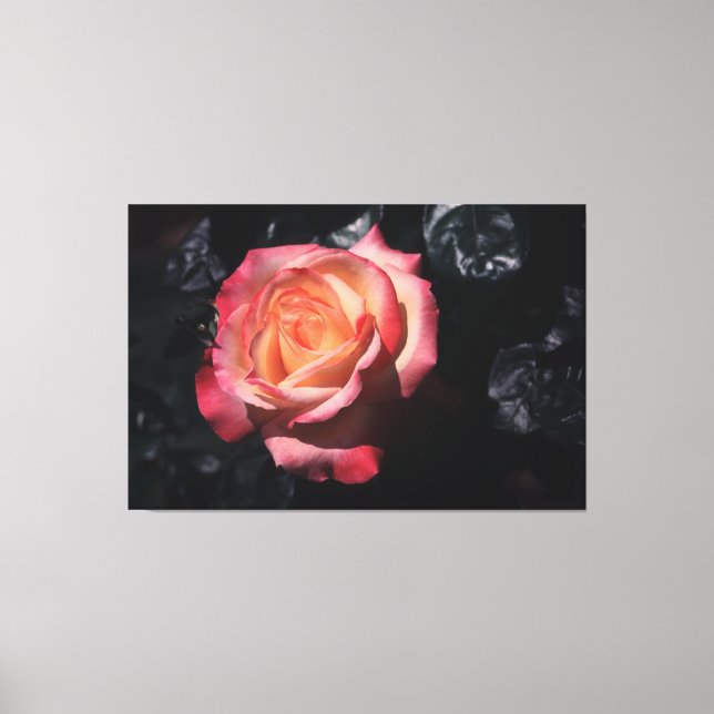 Floribunda Rose Sheila's Perfume On Canvas (Front)