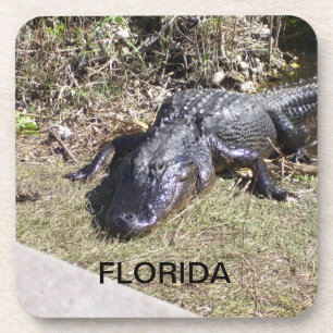 Florida Alligator Lounging in Warm Sunshine Coaster