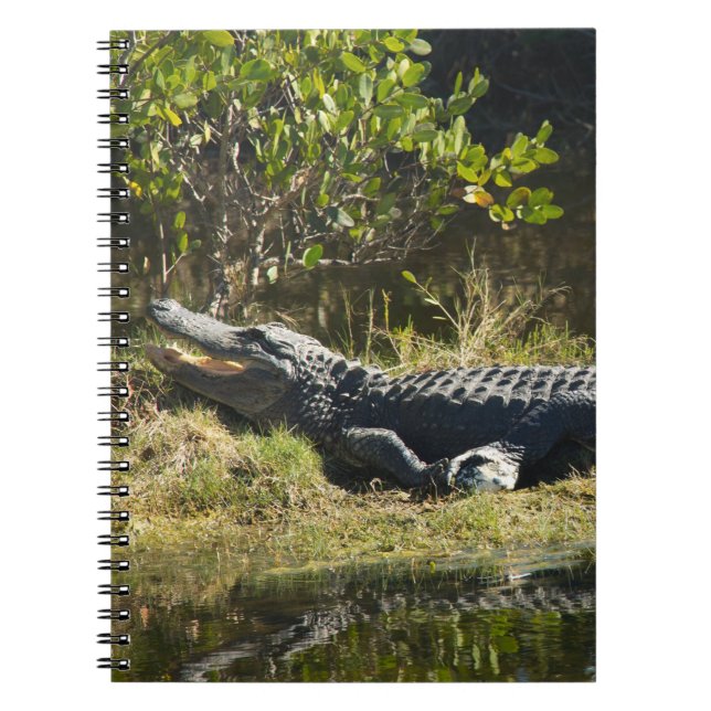 Florida Alligator on a Wild Swamp Grassy Bank  Notebook (Front)