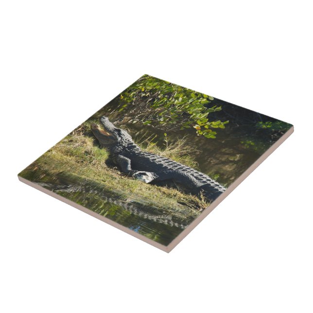 Florida Alligator on Grassy Bank – Wild Swamp  Tile (Side)