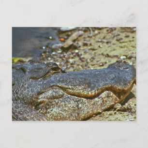 Florida Alligator Postcard