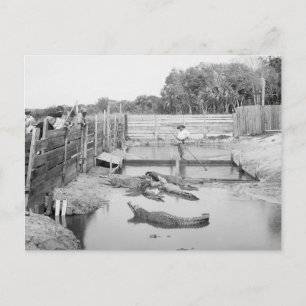 Florida Alligator Show, 1904 Postcard