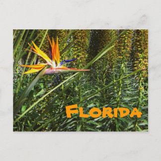 Florida Bird of Paradise Postcard
