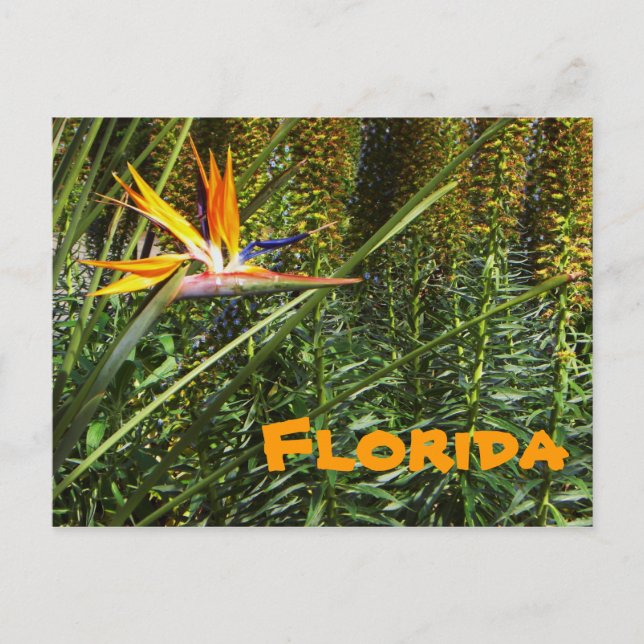 Florida Bird of Paradise Postcard (Front)