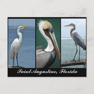 Florida birds postcard