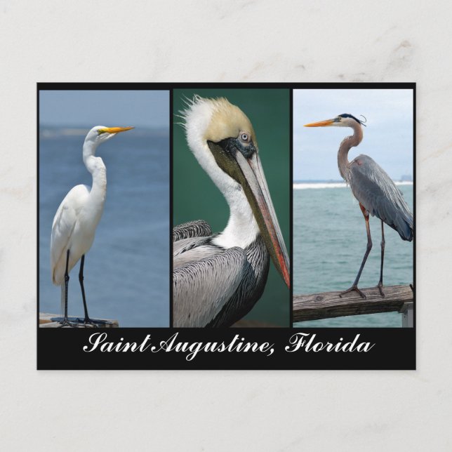 Florida birds postcard (Front)