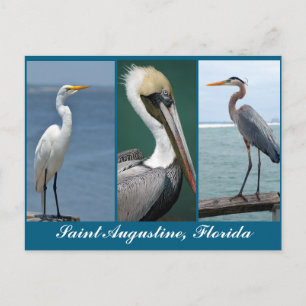 Florida birds postcard