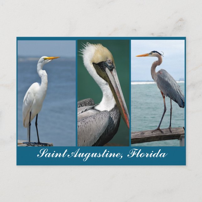 Florida birds postcard (Front)