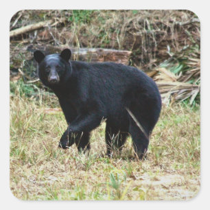 Florida Black Bear Square Sticker