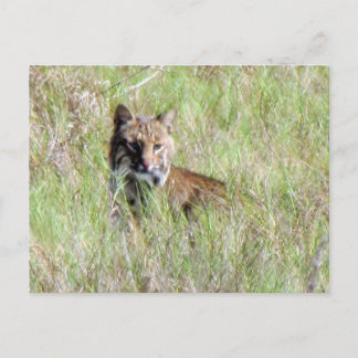 Florida Bobcat Postcard